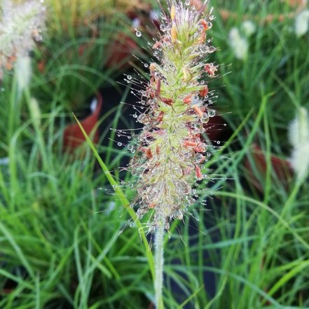 Perovec psiarkovitý Little Bunny,  Pennisetum alopecuroides, kontajner 3l