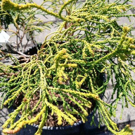 Cypruštek tupolistý Lemon, Chamaecyparis obtusa 20 - 30 cm, kont. 3l
