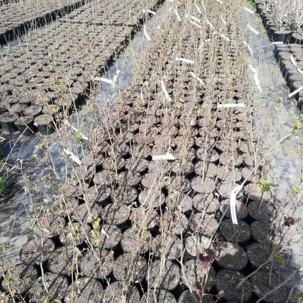 Lieska obyčajná Corylus avellana, 40 - 60 cm, kont. 2l