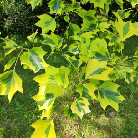 Ľaliovník tulipánokvetý Aureomarginatum , Liriodendron tulipifera, 120 – 1500 cm, kon. 3l