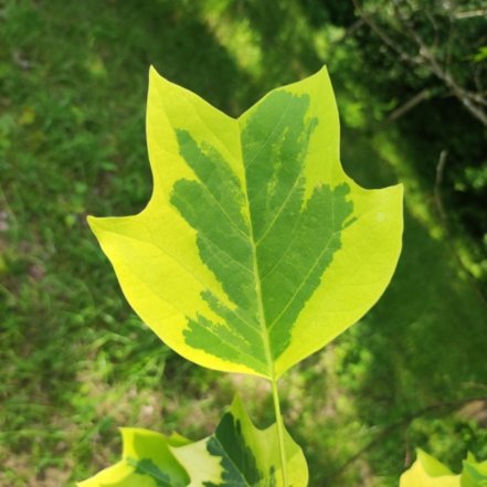 Ľaliovník tulipánokvetý Aureomarginatum , Liriodendron tulipifera, 120 – 1500 cm, kon. 3l