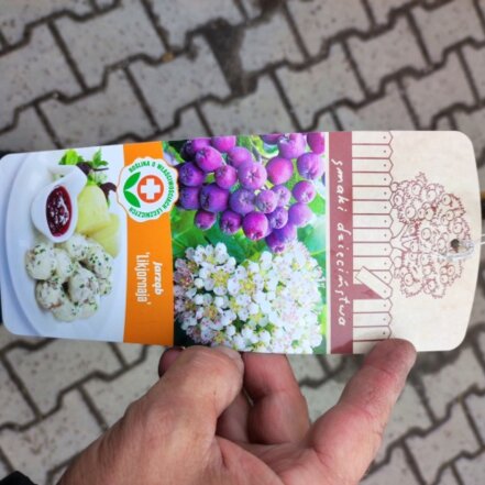 Jarabinoaronia Likérová jarabina, Aronia melanocarpa x Sorbus aucuparia, + 120 cm, kon. 2l