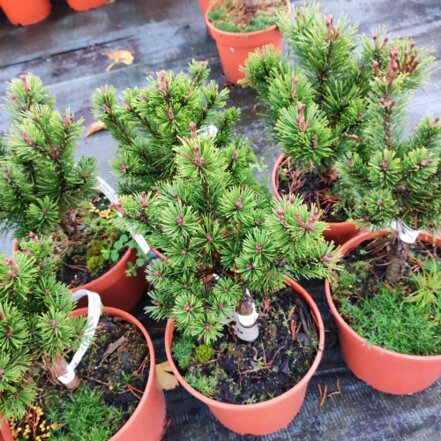 Borovica horská Liliput , Pinus mugo, 20 - 30 cm, kont. 3l