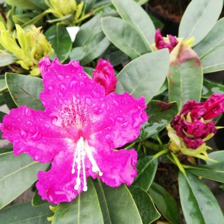 Rododendron Lilofee, Rhododendron 40 - 50 cm, kont. 5l