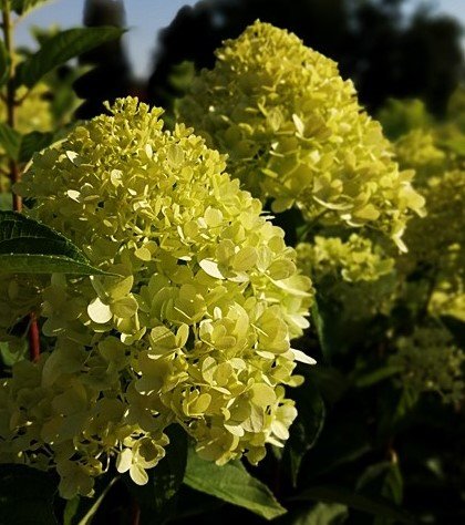 Hortenzia metlinatá Limelight, Hydrangea paniculata 40 - 60 cm, kont. 3l