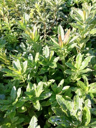 Azalka Limetta, Azalea 30 - 40 cm, kont. 5l