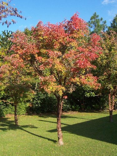 Ambrovník styraxový Gum Ball, Liquidambar styraciflua, na kmienku + 200 cm, kontajner 10l