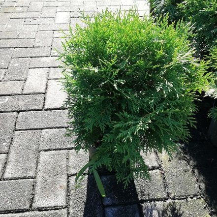 Tuja západná Little Champion,  Thuja occidentalis, 30 – 50 cm, kontajner 3l