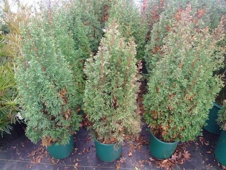 Cypruštek tujovitý Little Jamie, Chamaecyparis thyoides 35 - 50 cm, kont. 3l