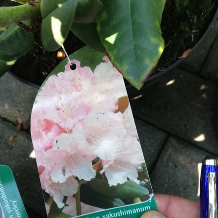 Rododendron Loreley, Rhododendron 30 - 50 cm, kont. 5l