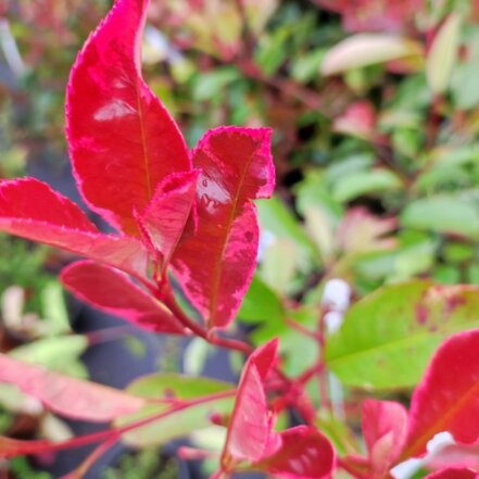Červienka Fraserova Louise, Photinia × fraseri, 20 – 50 cm, kont.3l