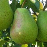 Hruška obyčajná Lukasovka , Pyrus communis 130 - 150 cm, kont. 3,5 l