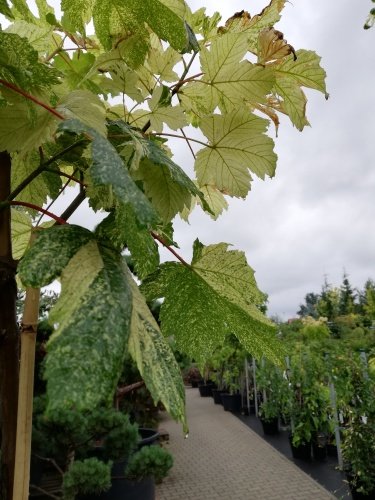 Javor horský Simon Louis Freres,  Acer pseudoplatanus 120 - 170 cm, kont. 5