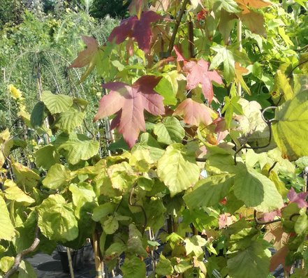 Lieska pokrútená Red Majestic, Corylus avellana, 40 -100 cm, kont. 3l