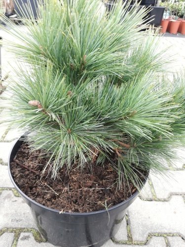 Borovica hladká Macopin, Pinus strobus, kontajner C3, výška 30- 45cm