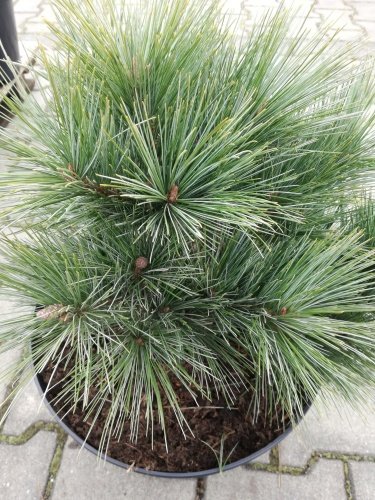 Borovica hladká Macopin, Pinus strobus, kontajner C3, výška 30- 45cm