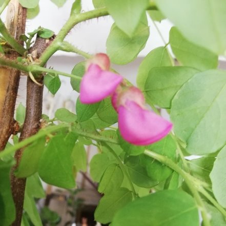 Agát srstnatý Macrophylla, Robinia hispida, 120 – 170 cm, kontajner 5l