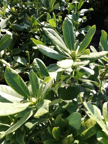 Rododendron Marabu, Rhododendron, 30 - 50 cm, kont. 5l