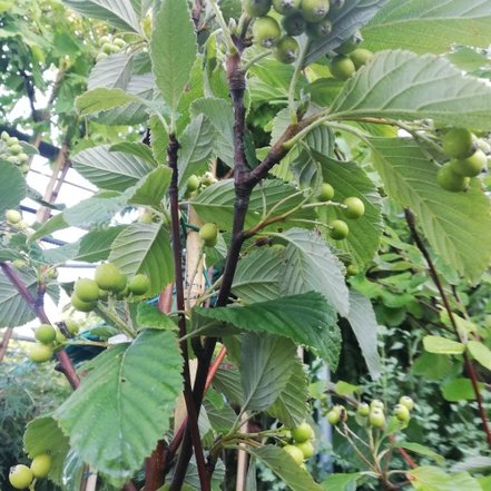 Jarabina mukyňová Magnifica, Sorbus aria, +250 cm, kontajner 20l