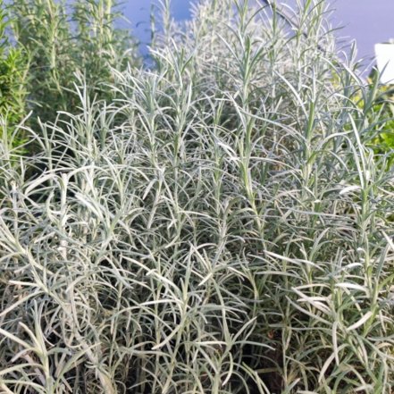 Slamienka talianska, Helichrysum italicum, kont. 1l