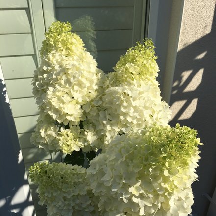 Hortenzia metlinatá Magical Moonlight, Hydrangea paniculata, 40 - 60 cm, kont. 3l