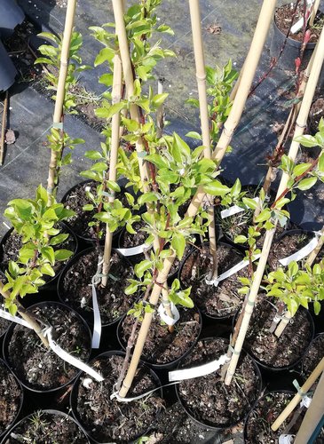 Jarabina mukyňová Magnifica, Sorbus aria, +250 cm, kontajner 20l