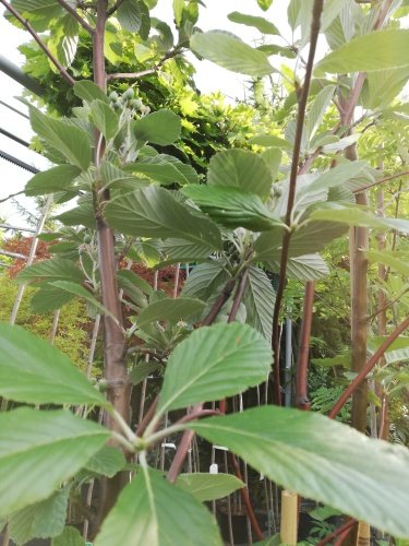 Jarabina mukyňová Magnifica, Sorbus aria, +250 cm, kontajner 20l