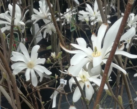 Magnólia Water Lily, Magnolia stellata 40 - 60 cm, kont. 3l