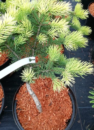 Smrek pichľavý Maigold, Picea Pungens  30 - 50 cm, kont. 3l