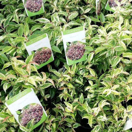 Leukote previsnuté MAKIJAZ, Leucothoe fontanesiana, 20 cm, kont. 2 l ...