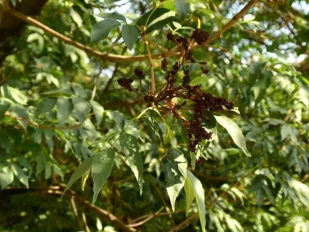 Jaseň mannový, Fraxinus ornus, 130 - 160 cm, kont. 2l