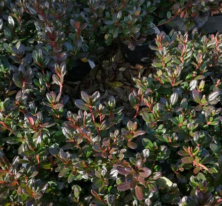 Azalka japonská Maraschino, Rhododendron obtusum, kont. 2l