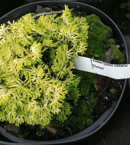 Cypruštek tupolistý Marian, Chamaecyparis obtusa, 10 - 10 cm, kont. 3l