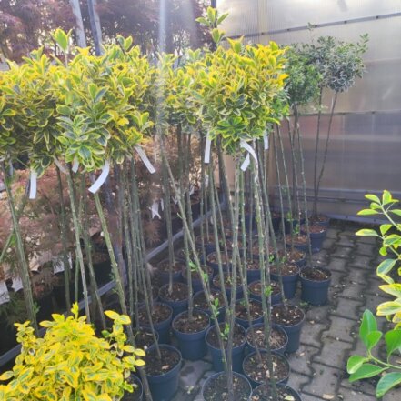 Bršlen japonský Marieke , Euonymus japonica, kmeň  + 100 cm, kont. 3