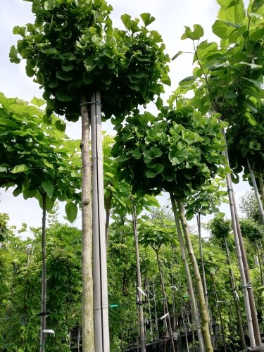 Ginko dvojlaločné, Mariken, Ginkgo Biloba, kmeň + 180 cm, kont. 10