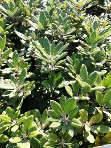 Rododendron Marlis, Rhododendron, 30 - 50 cm, kont. 5l