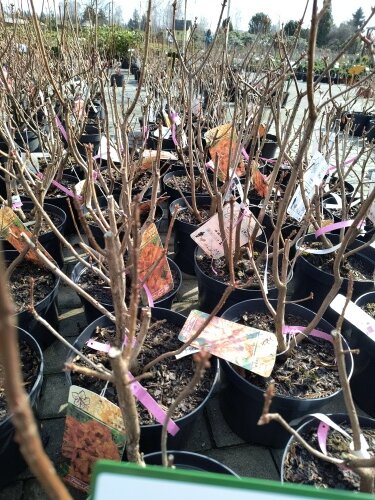 Azalka Mars, Azalea 30 - 50 cm, kont. 5l