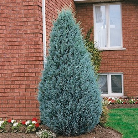 Borievka skalná Moffat Blue, Juniperus scopulorum 40 - 60 cm, kont. 3l