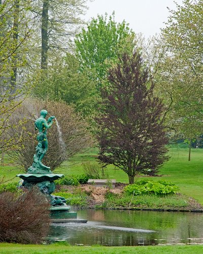 Cercidovník japonský Rotfuchs, Cercidiphyllum japonicum, 140 – 170 cm, kontajner 3 l