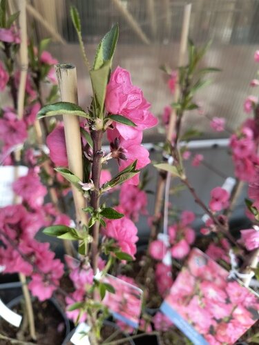 Okrasná Broskyňa Melred, Prunus persica, +120 cm. kont. 10 l.