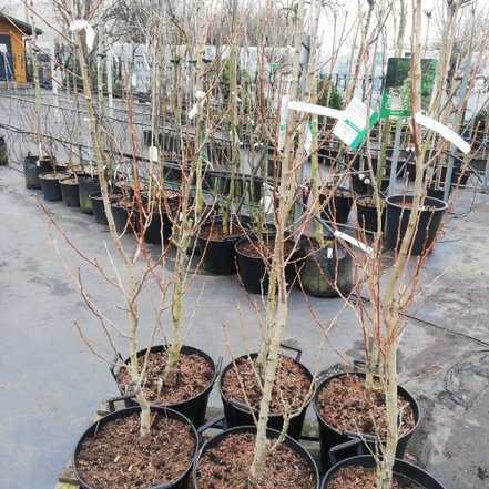 Ginko dvojlaločné Menhir, Gingko biloba, + 190 cm, kontajner 20 l