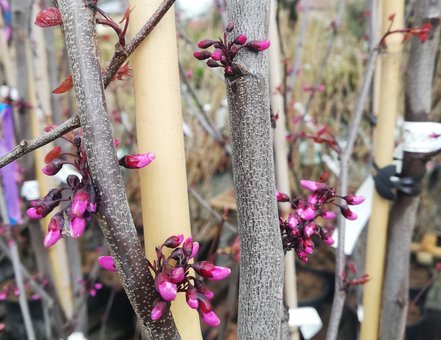 Judášovec kanadský Merlot, Cercis canadensis, 40 - 80  cm, kontajner 3l