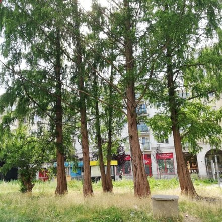 Metasekvoja čínska, Metasequoia glyptostroboides 170 - 190 cm, kont. 7l