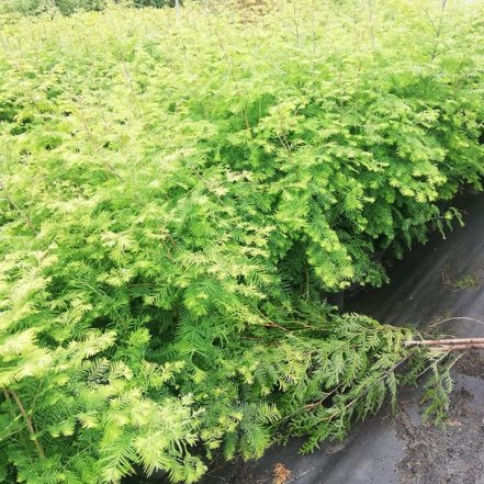 Metasekvoja čínska, Metasequoia glyptostroboides 30 - 50 cm, kont. 3l