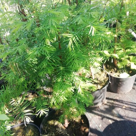 Metasekvoja čínska, Metasequoia glyptostroboides 30 - 50 cm, kont. 3l