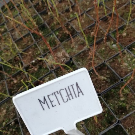 Vinič hroznorodý Metchta, Vitis vinifera, kontajnerovaná sadenica 1 l
