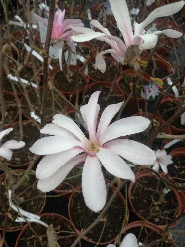 Magnólia Rosea, Magnolia stellata 40 - 60 cm, kont. 3l