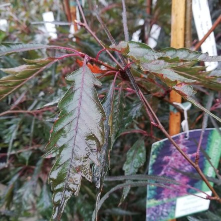 Buk lesný MIDNIGHT FEATHER, Fagus sylvatica 160 - 200 cm, kont. 20l