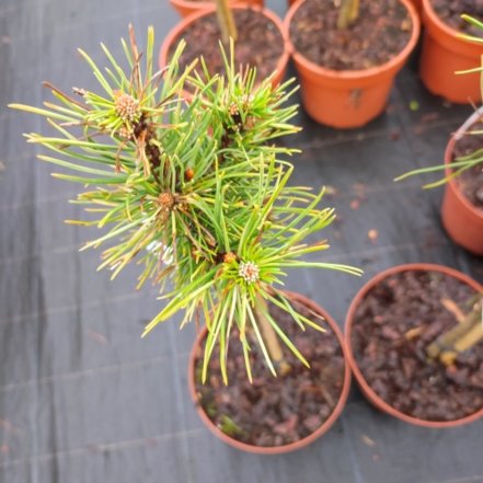 Borovica horská, Pinus mugo, Milky Way na kmienku, + 50 cm, kont. 3l