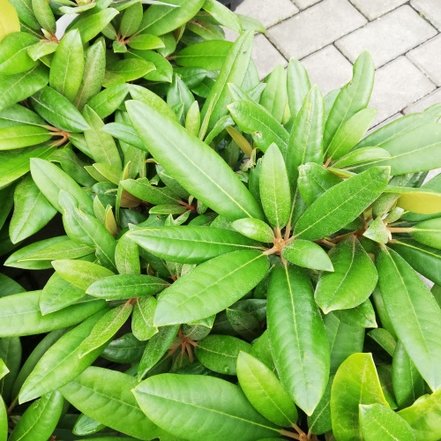 Rododendron Minikin, Rhododendron yakushimanum, kont. 4l